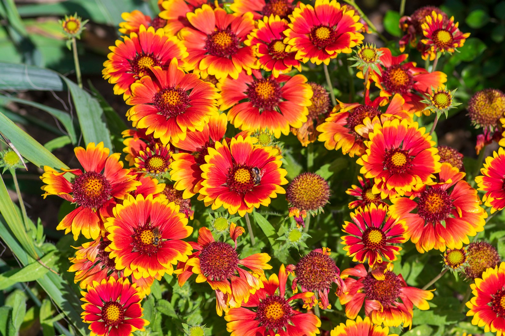 Blanket Flower - Treasure Valley Landscape - Idaho