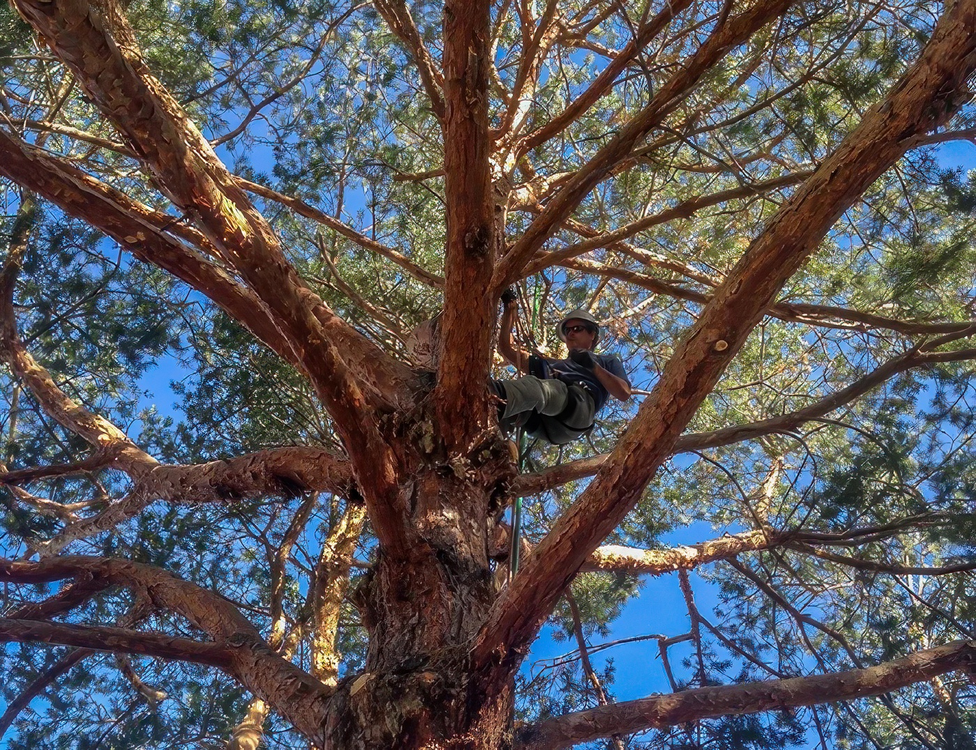 Tree Service - Treasure Valley Landscape