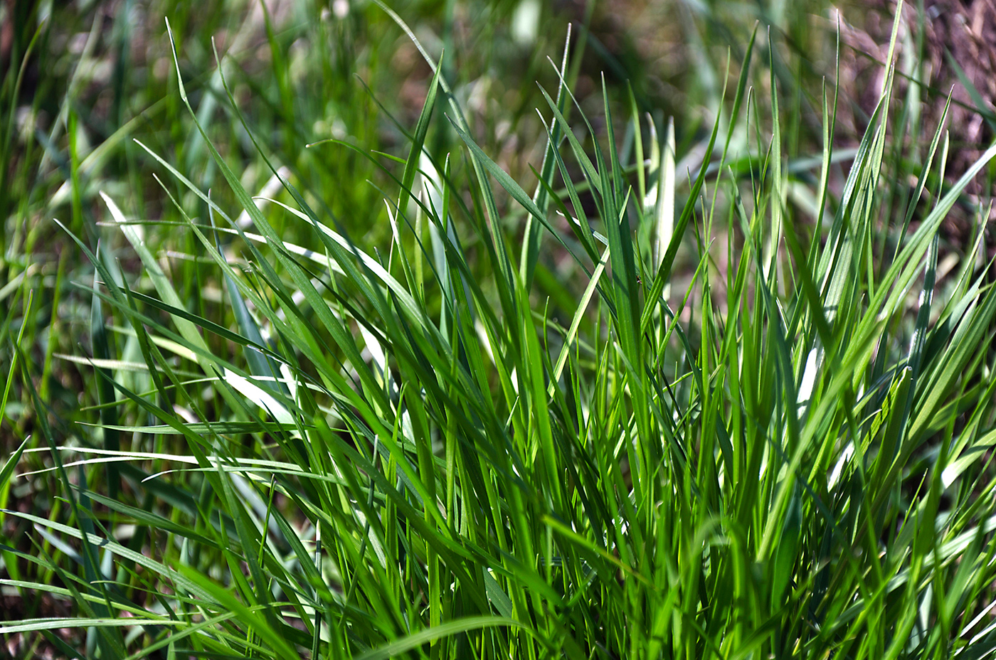 Western Wheatgrass - Treasure Valley Landscape - Idaho