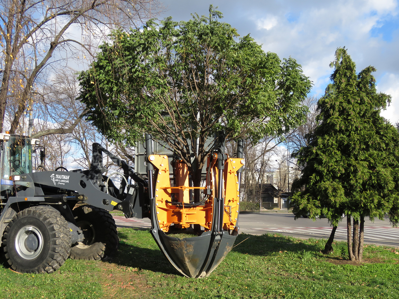 Tree Service - Treasure Valley Landscape